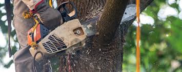 Best Palm Tree Trimming  in Eutaw, AL