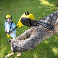 Best Tree Cabling and Bracing  in Eutaw, AL