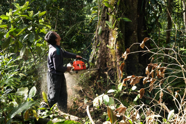 Best Arborist Consultation Services  in Eutaw, AL