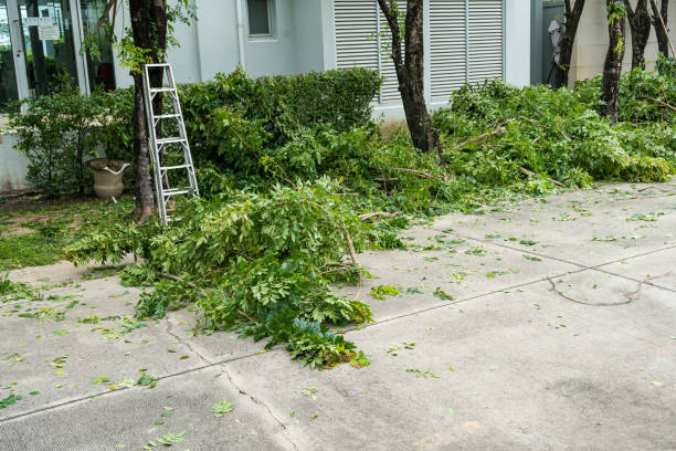 Best Tree Removal  in Eutaw, AL