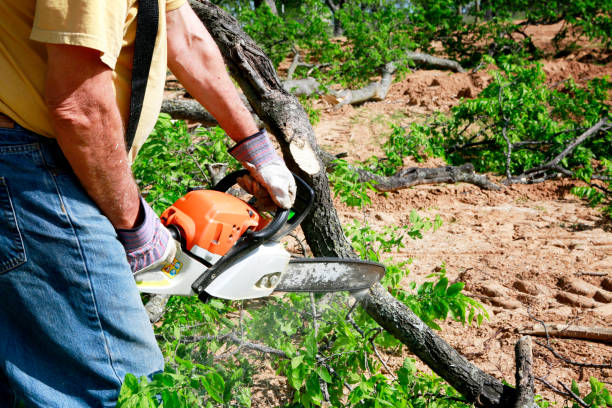 Best Firewood Processing and Delivery  in Eutaw, AL